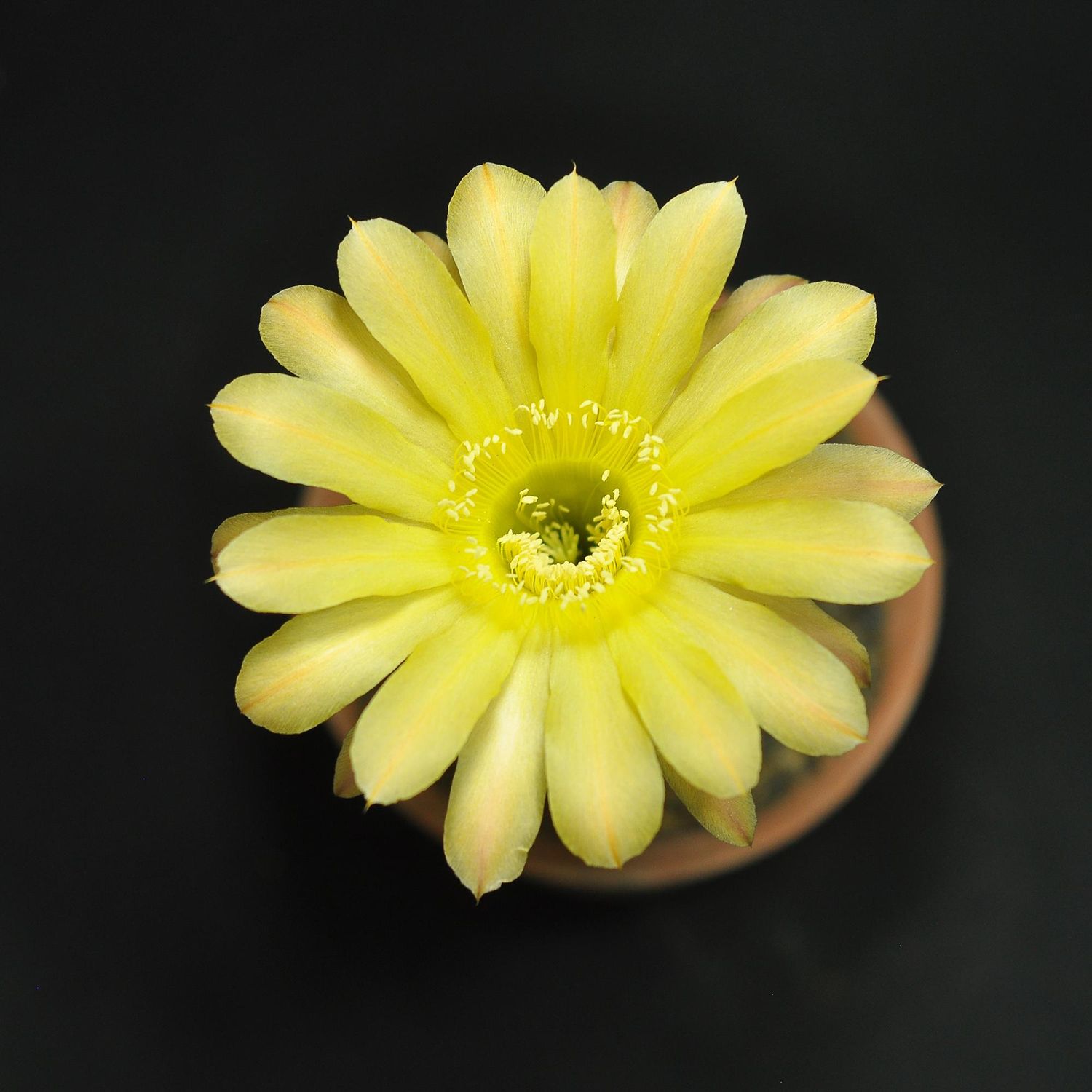 Echinopsis hybrid