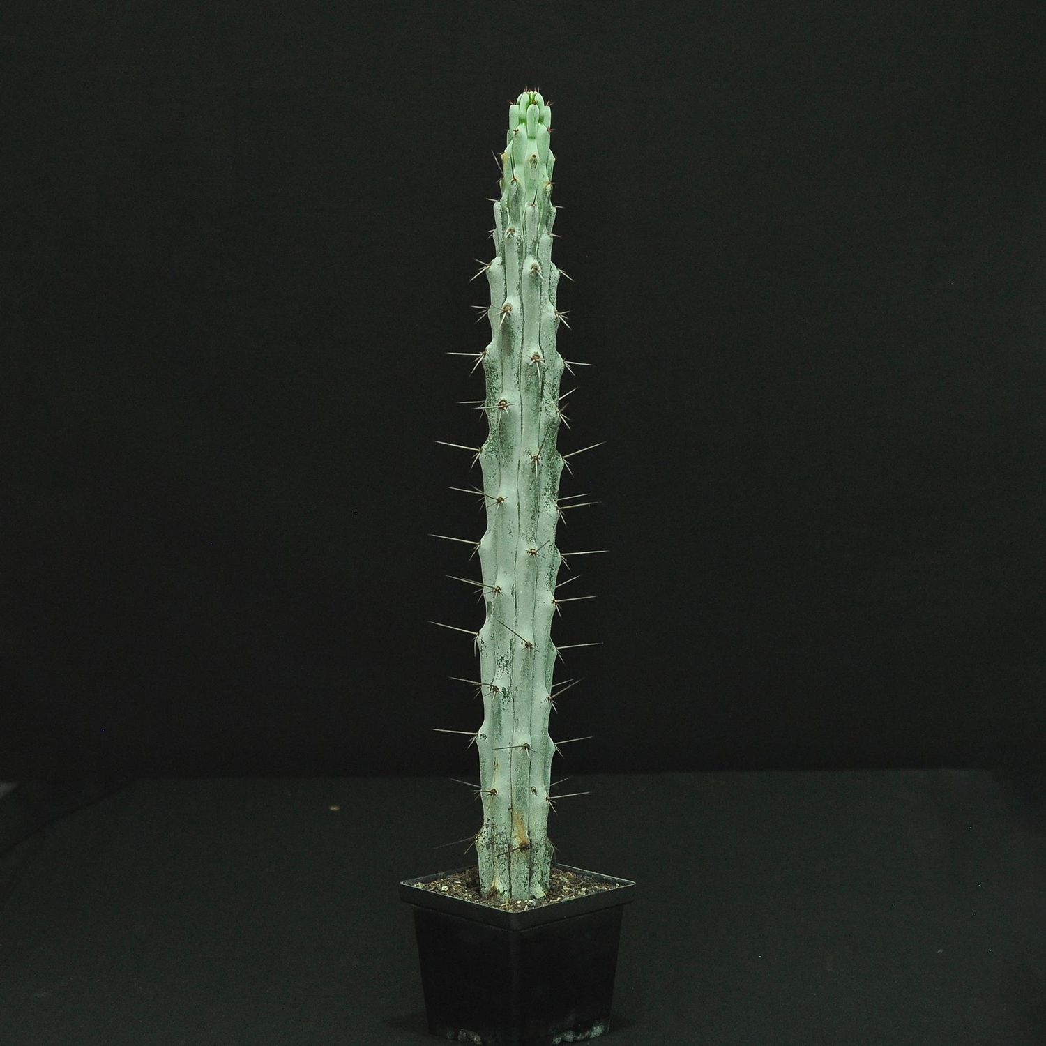 Stenocereus beneckei f. inermis
