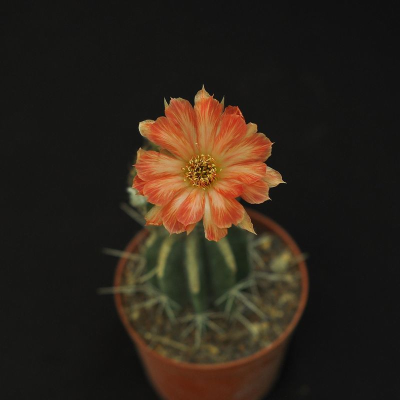 Lobivia hybrid Oro del Pirata