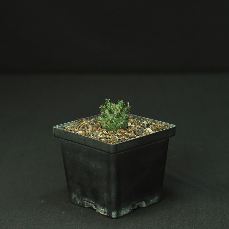 Euphorbia decepta Euphorbia decepta