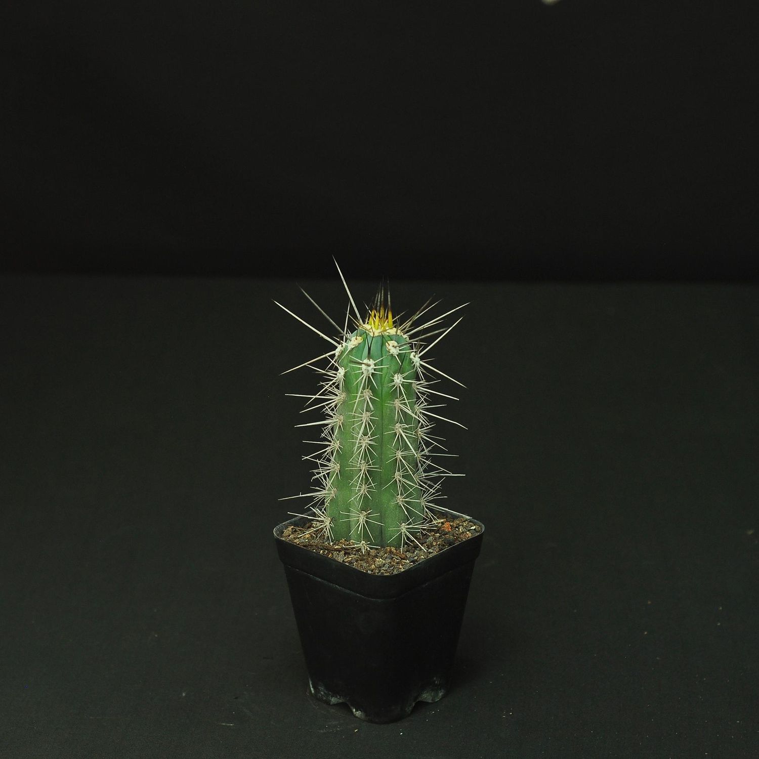 Stetsonia coryne (Toothpick Cactus)