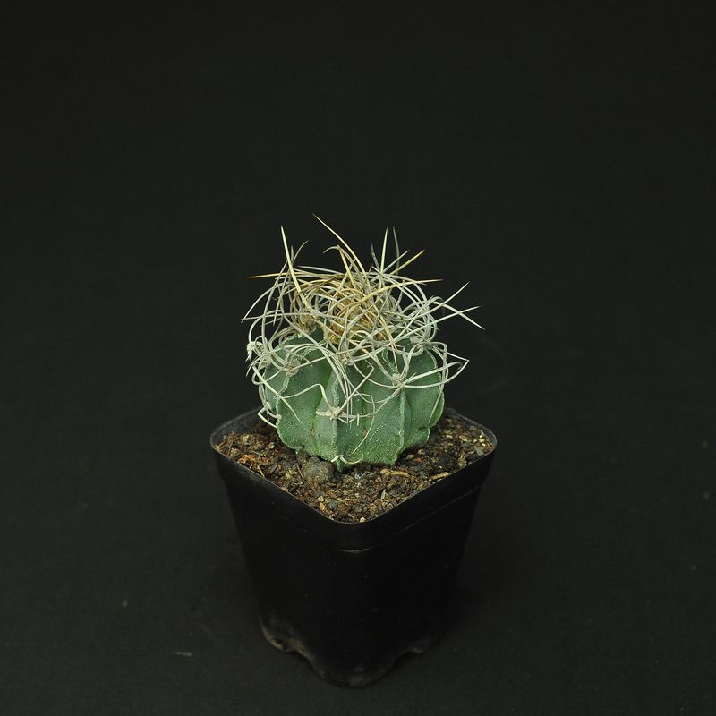 Astrophytum capricorne var. aureum