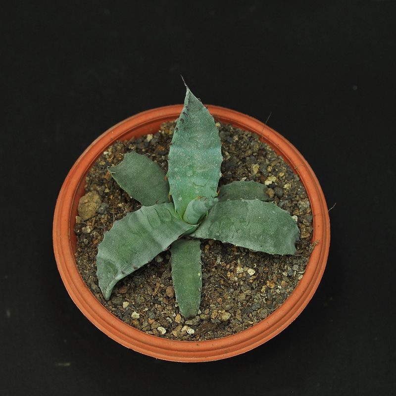 Agave marmorata (Marbled Agave)