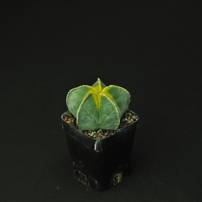 Astrophytum myriostigma nudum KOHYO