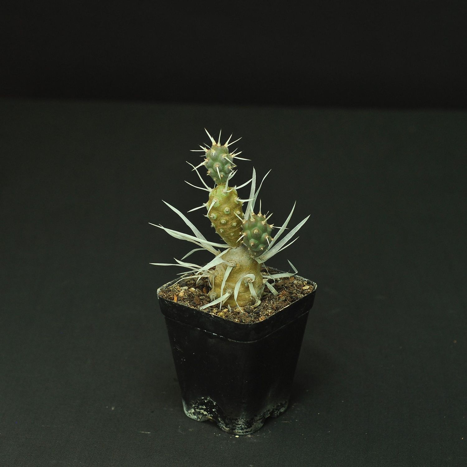 Tephrocactus articulatus var. papyracanthus
