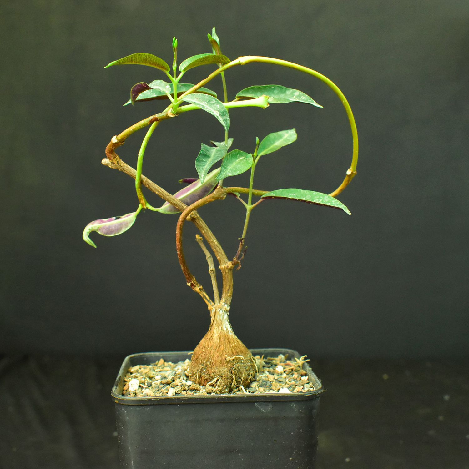 Petopentia natelensis Petopentia natelensis