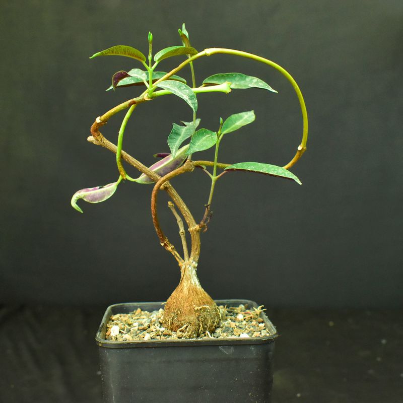 Petopentia natelensis Petopentia natelensis