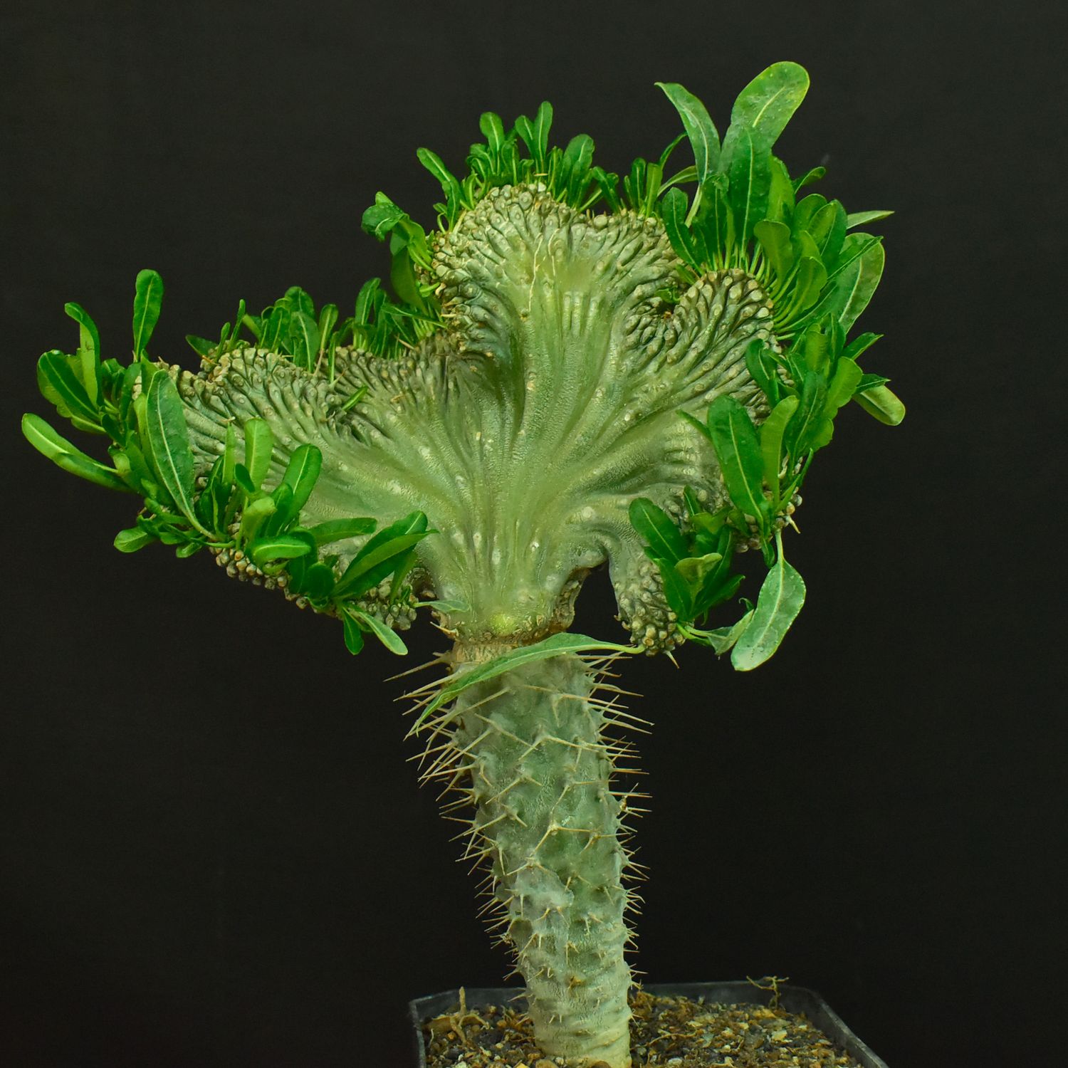 Pachypodium lamerei inermis crest