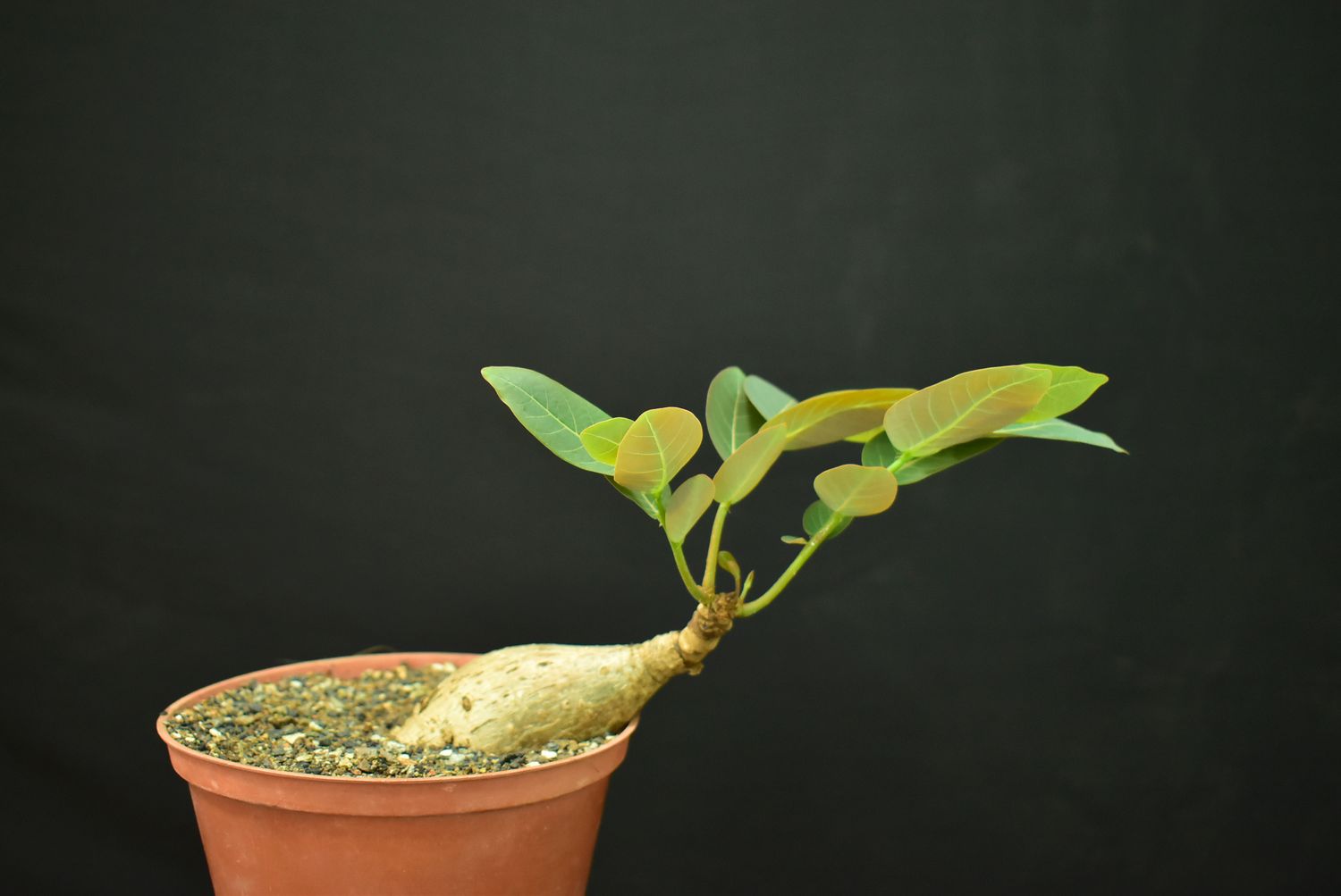 Phyllanthus mirabilis