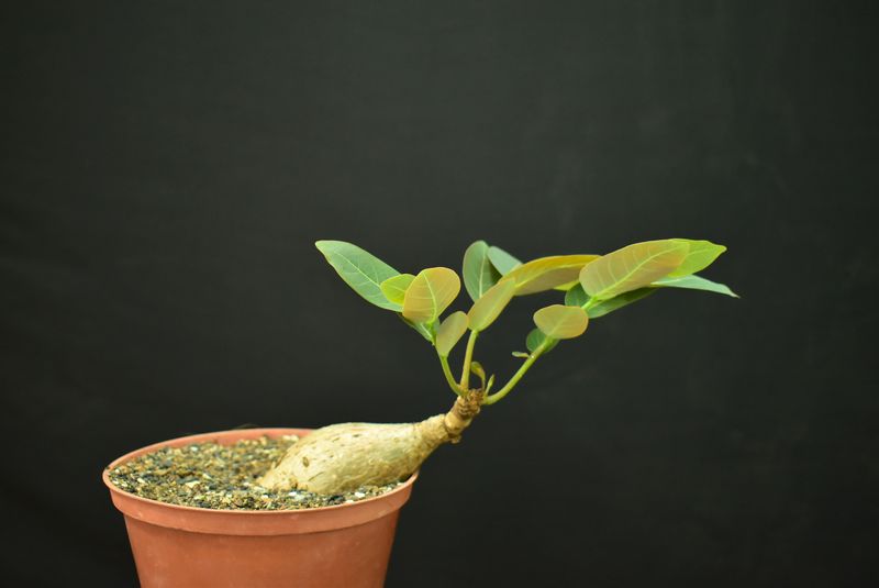 Phyllanthus mirabilis