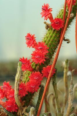 Bolivicereus samaipatanus (Cleistocactus samaipatanus)- Flower