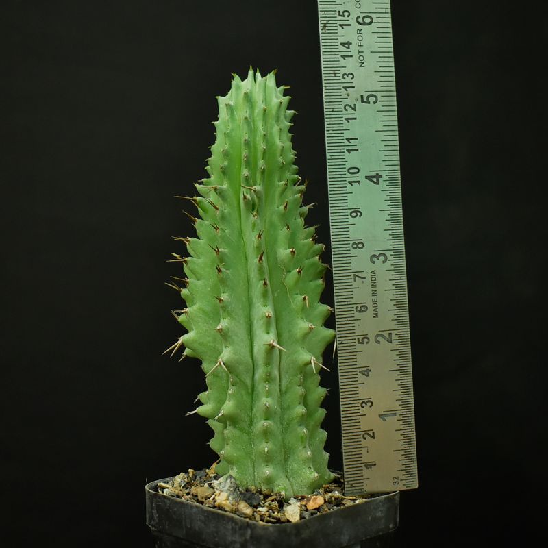 Euphorbia fruticosa with ruler for size reference