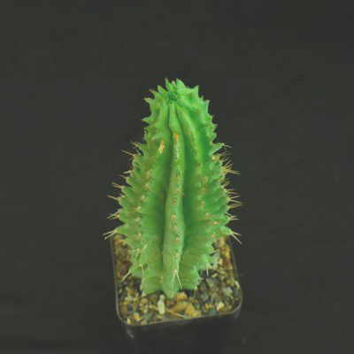 Euphorbia fruticosa