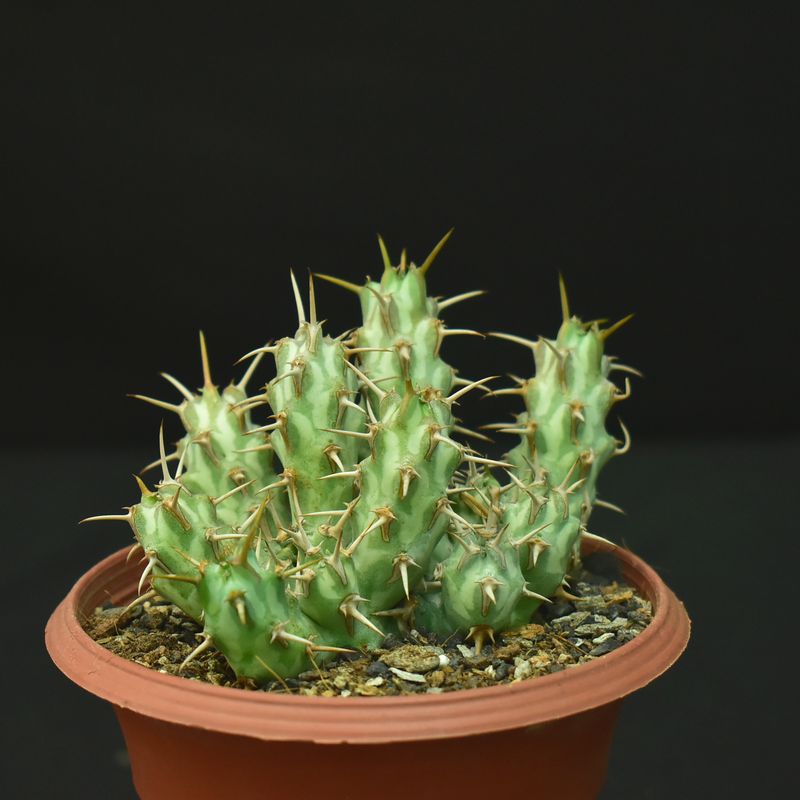 Euphorbia erigavensis Euphorbia erigavensis