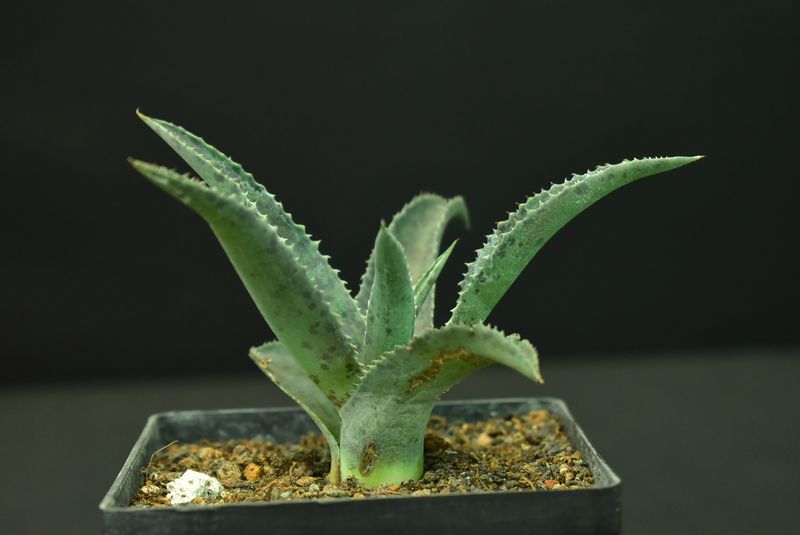 Mangave Catch a Wave Mangave Catch a Wave