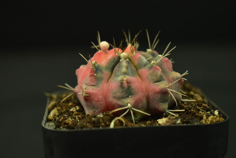 Gymnocalycium Mihanovichii Hybrid Variegated Cv. Glory Gymnocalycium mihanovichii 'Glory' is a rare cultivar that combines many unique traits into a single, beautiful plant.