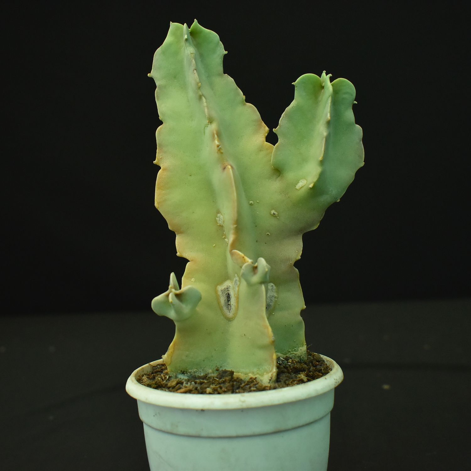 Caralluma speciosa