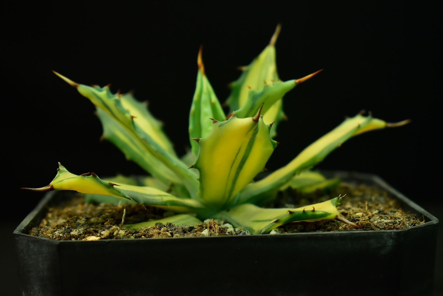 Agave isthemensis Variegated Striata