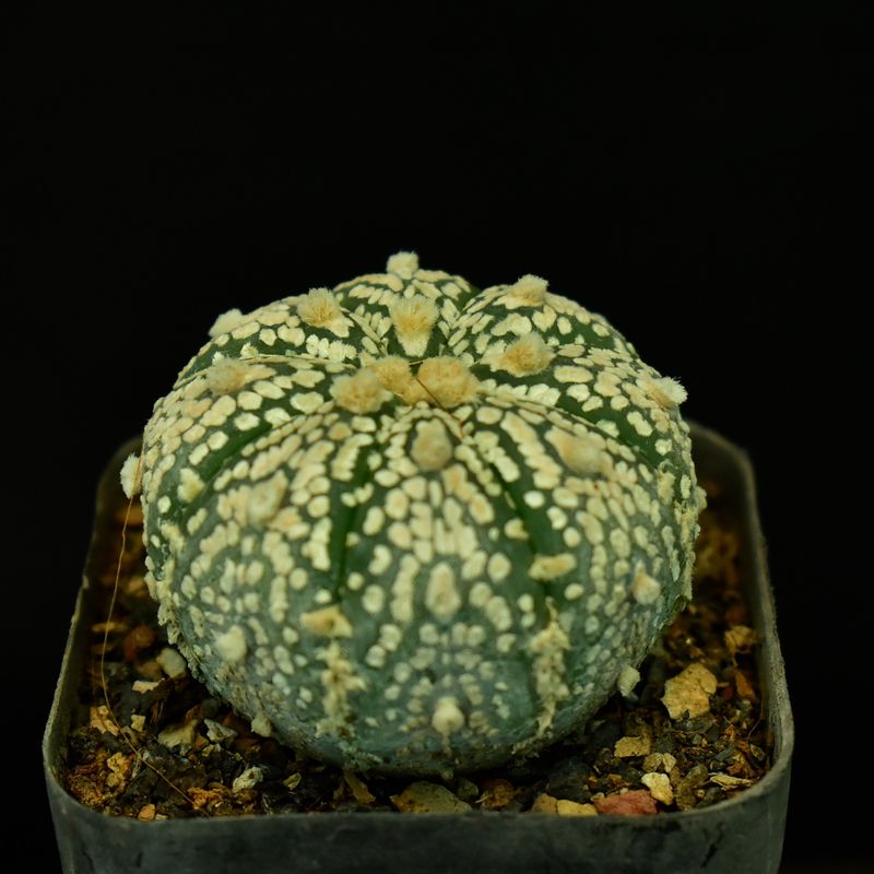 Astrophytum asterias cv Super Kabuto