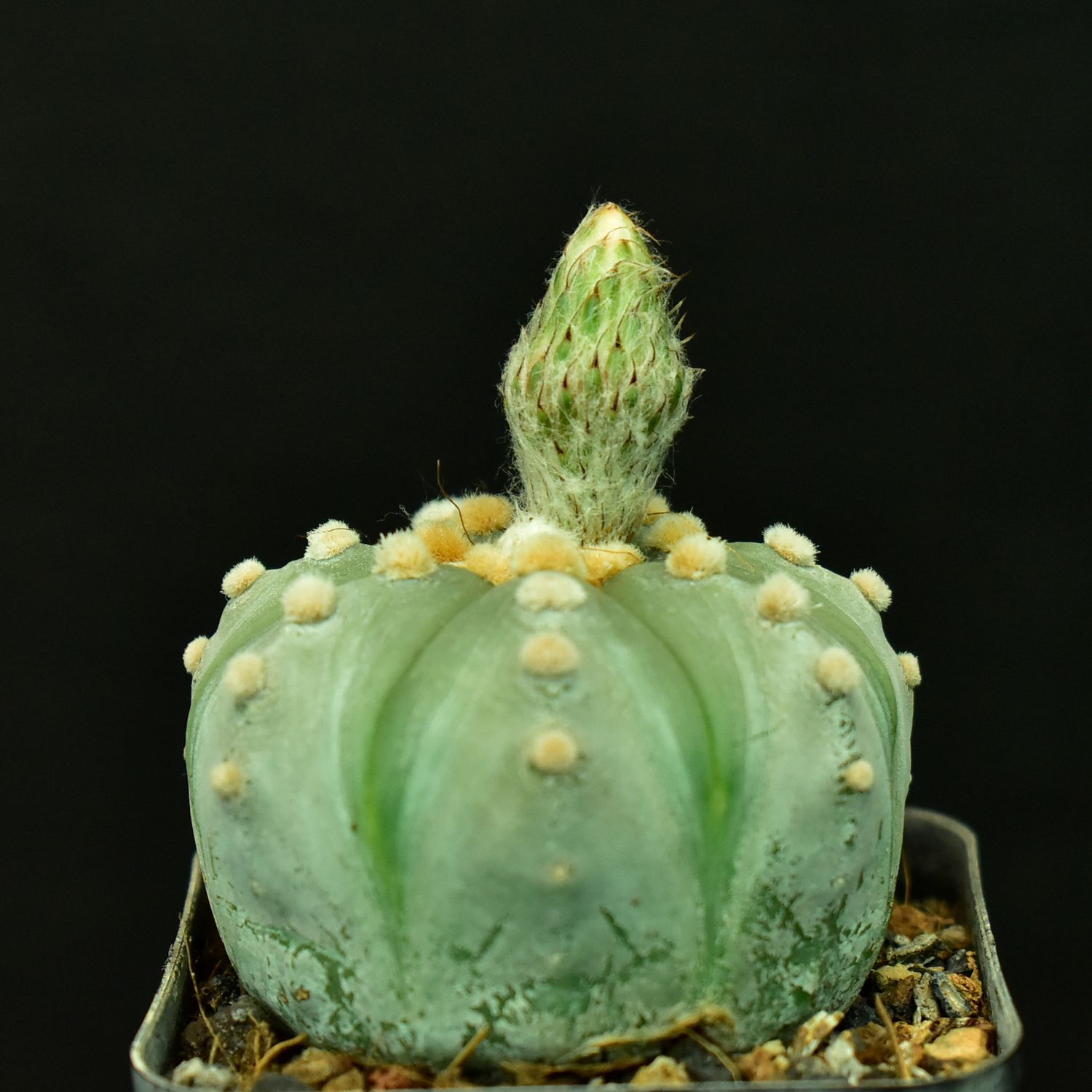 Astrophytum asterias Ooibo Nudum