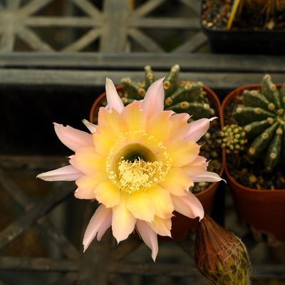 Budget Set 27 - Vibrant 4-Plant Echinopsis Hybrid Set