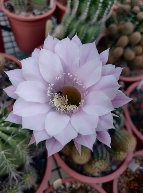Budget Set 27 - Vibrant 4-Plant Echinopsis Hybrid Set pale lavender flower close-up