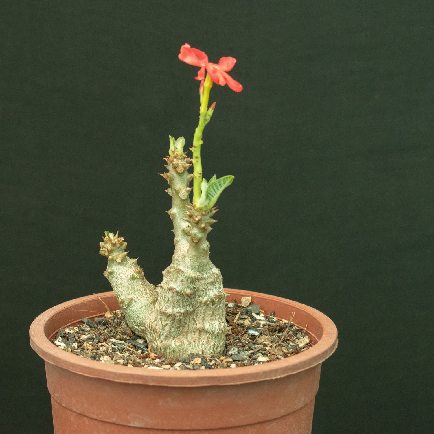 パキポディウム ウィンゾリー 種子10粒 自家採取 【公式通販】