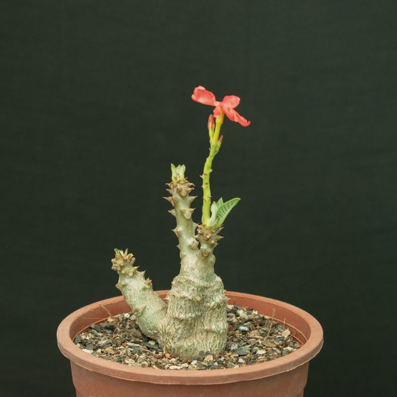 Pachypodium baronii var windsorii Pachypodium baronii var windsorii