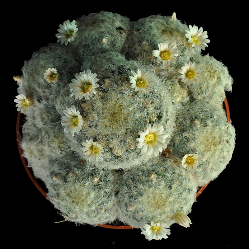 Mammillaria Plumosa