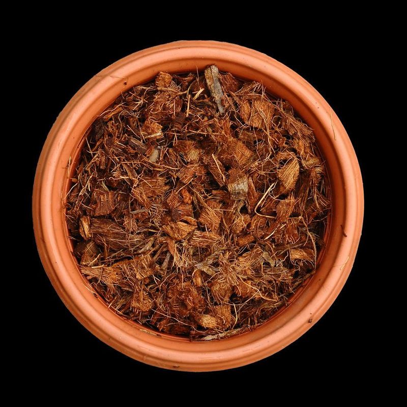 Coco Chips with Crush 10C (2-16) Coco Chips with Crush 10C (2-16)