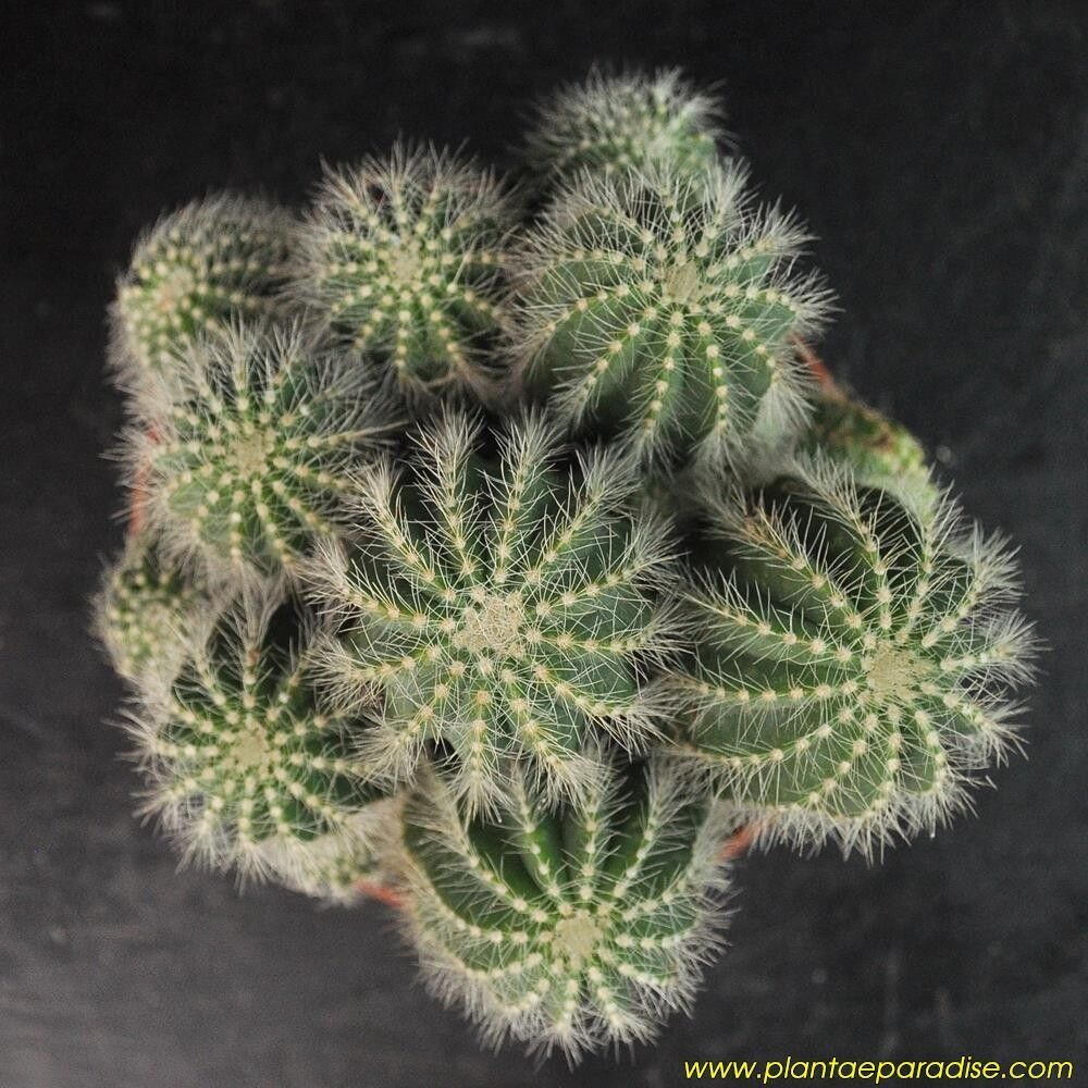 Notocactus magnificus Specimen Plant