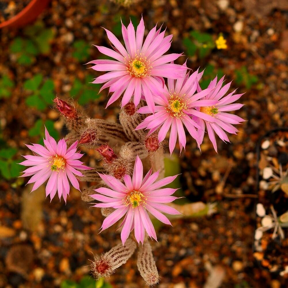 Wilcoxia schmollii (Echinocereus schmollii) Wilcoxia schmollii (Echinocereus schmollii)