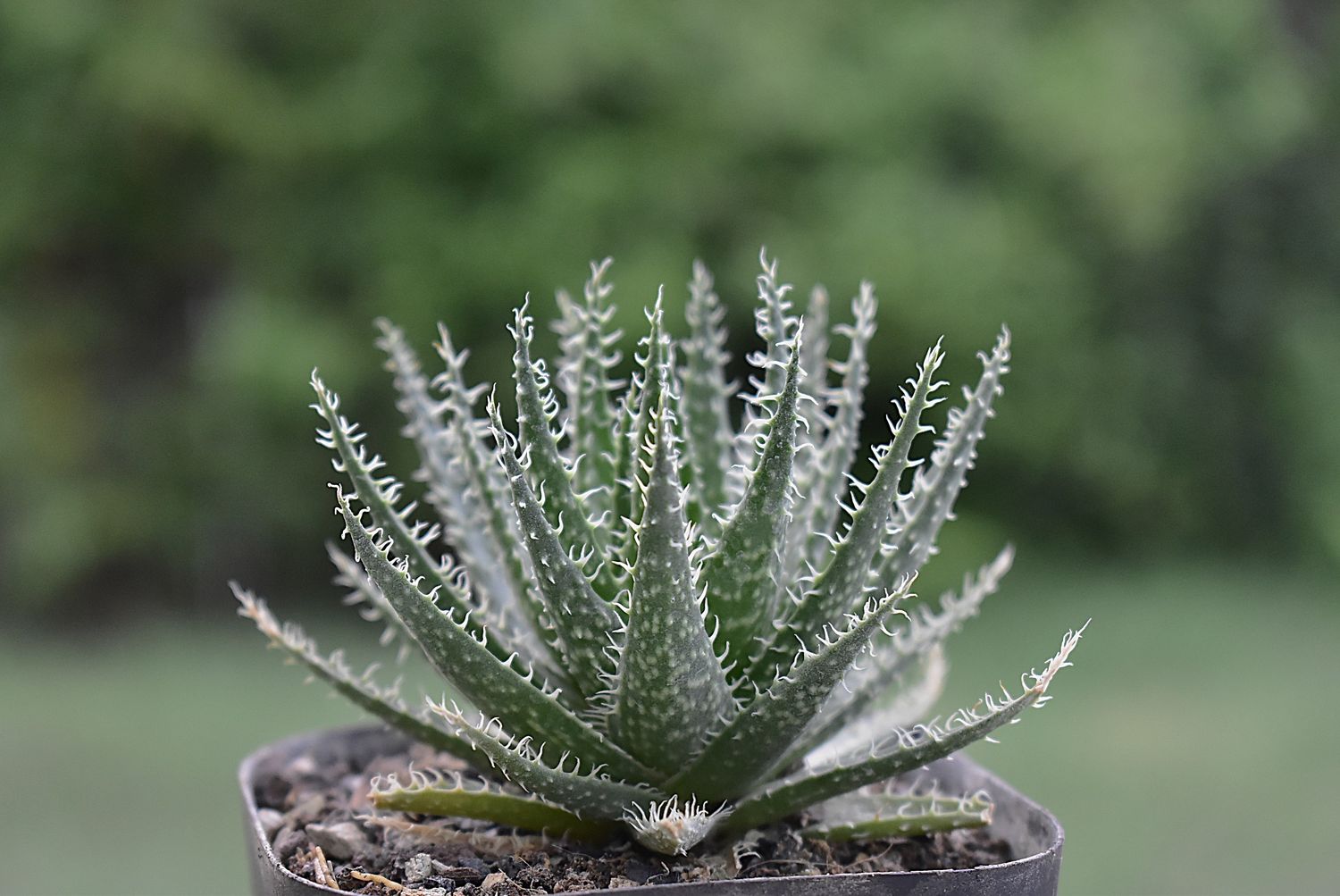 Aloe haworthioides Aloe haworthioides