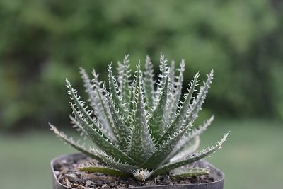 aloe vera gel spray prowin Allurials Aloe Vera Spray