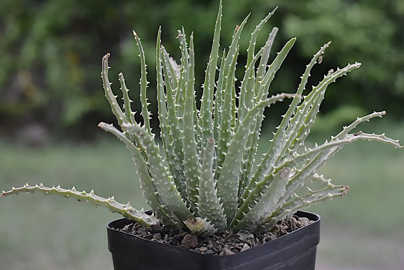 Aloe humilis Aloe humilis