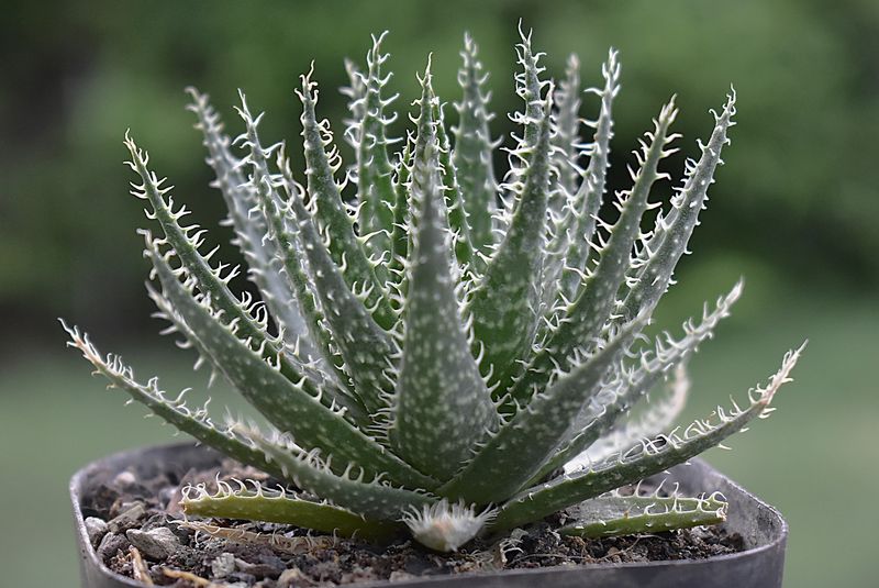 Aloe haworthioides