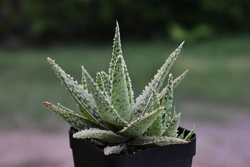 Aloe 'Blizzard' Aloe 'Blizzard'