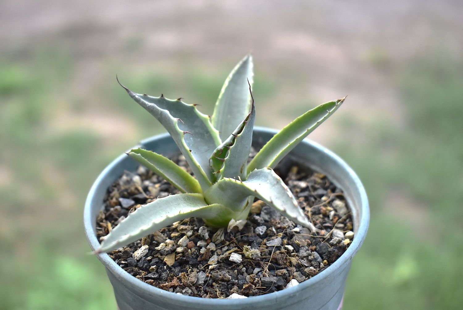 Agave parrasana 'FireBall' (Variegated Cabbage Head Agave)