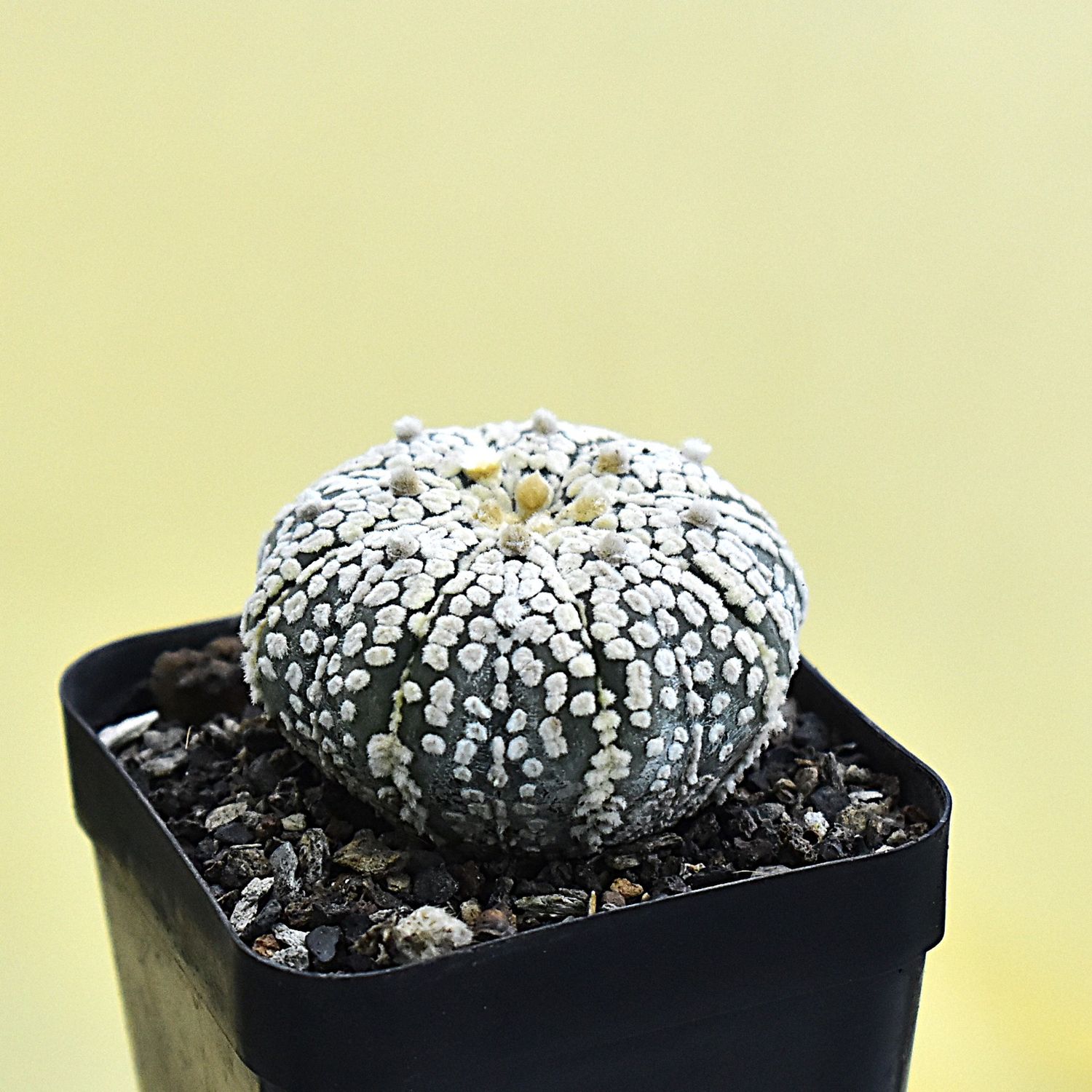 Astrophytum asterias cv Super Kabuto