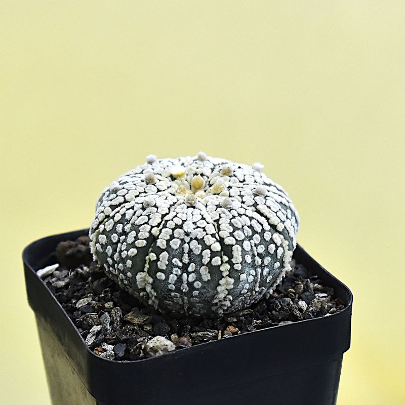 Astrophytum asterias cv Super Kabuto