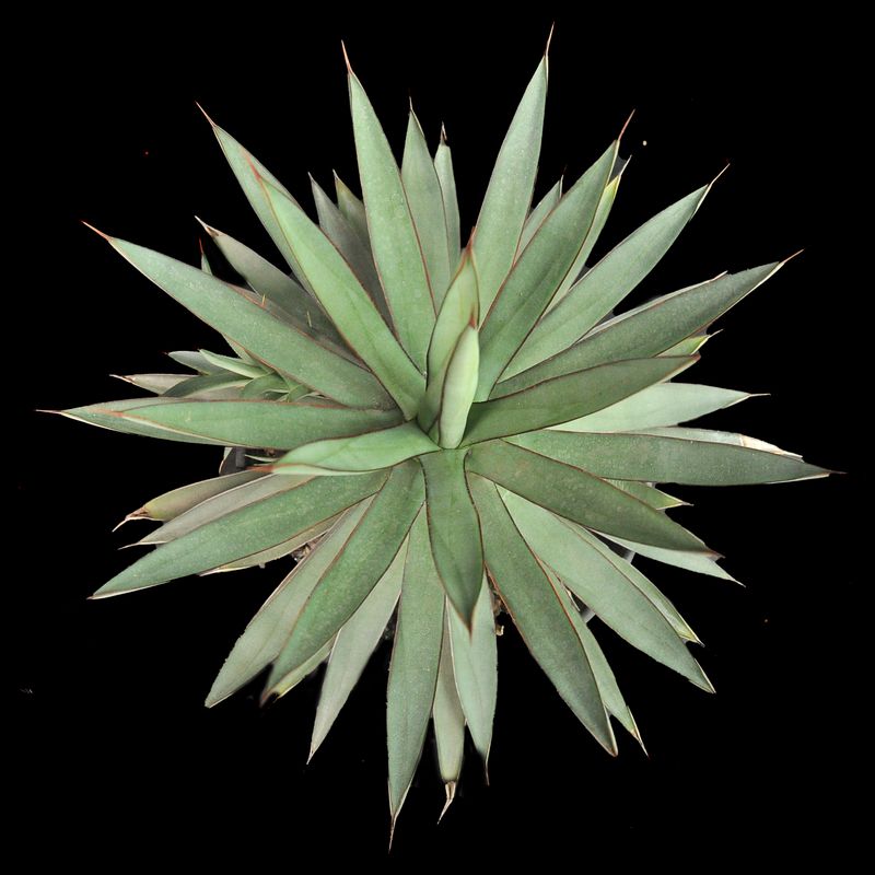 Agave Agave "Burnt Burgundy" Specimen Plant