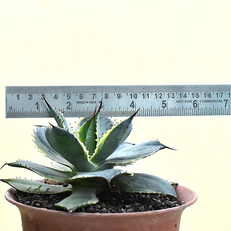 Agave Potatorum Marginata Variegated 'Trade Winds"