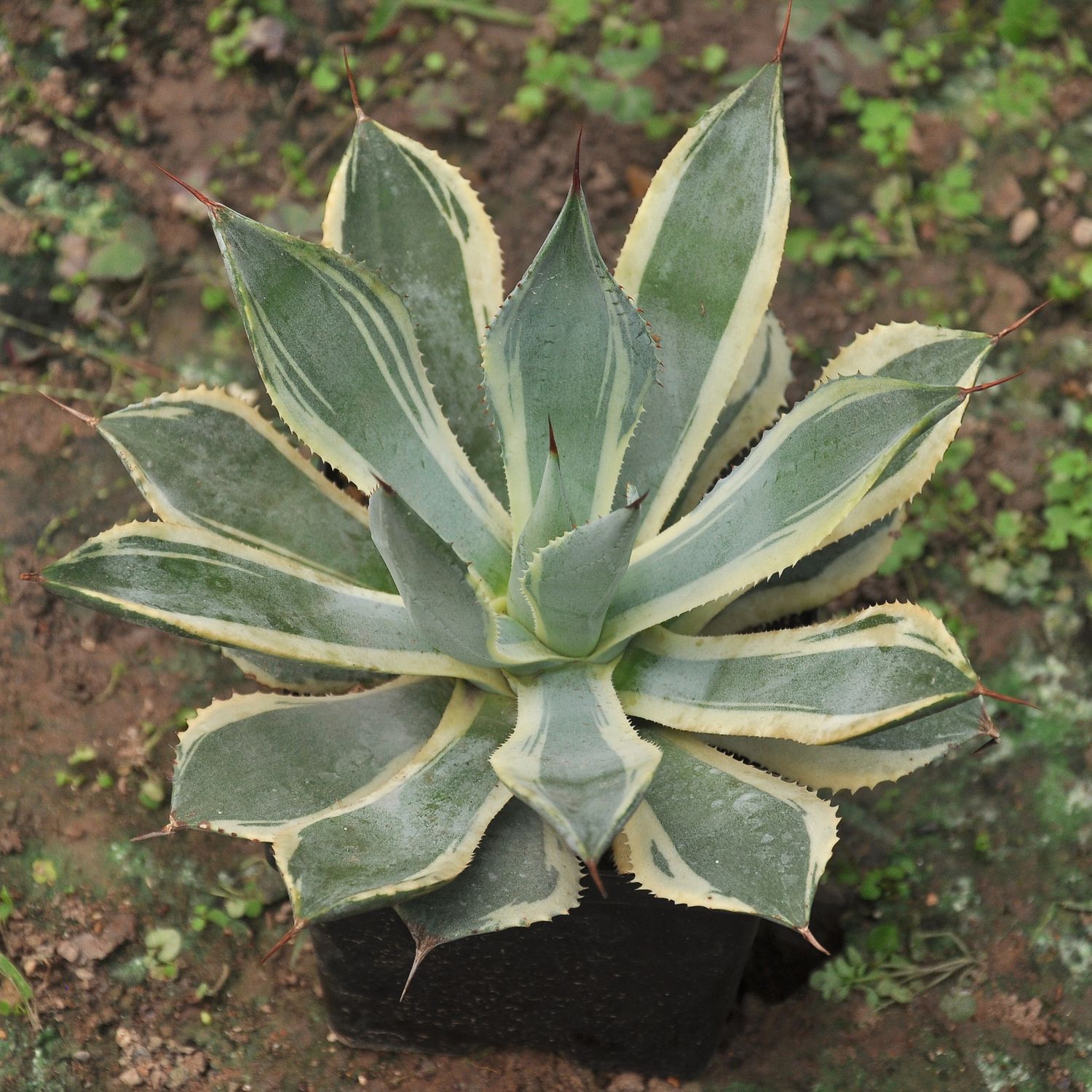 Agave Potatorum Marginata Variegated 'Trade Winds Agave Potatorum Marginata Variegated 'Trade Winds" - Specimen Plant