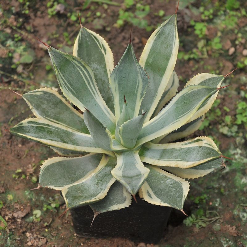 Agave Potatorum Marginata Variegated 'Trade Winds Agave Potatorum Marginata Variegated 'Trade Winds" - Specimen Plant