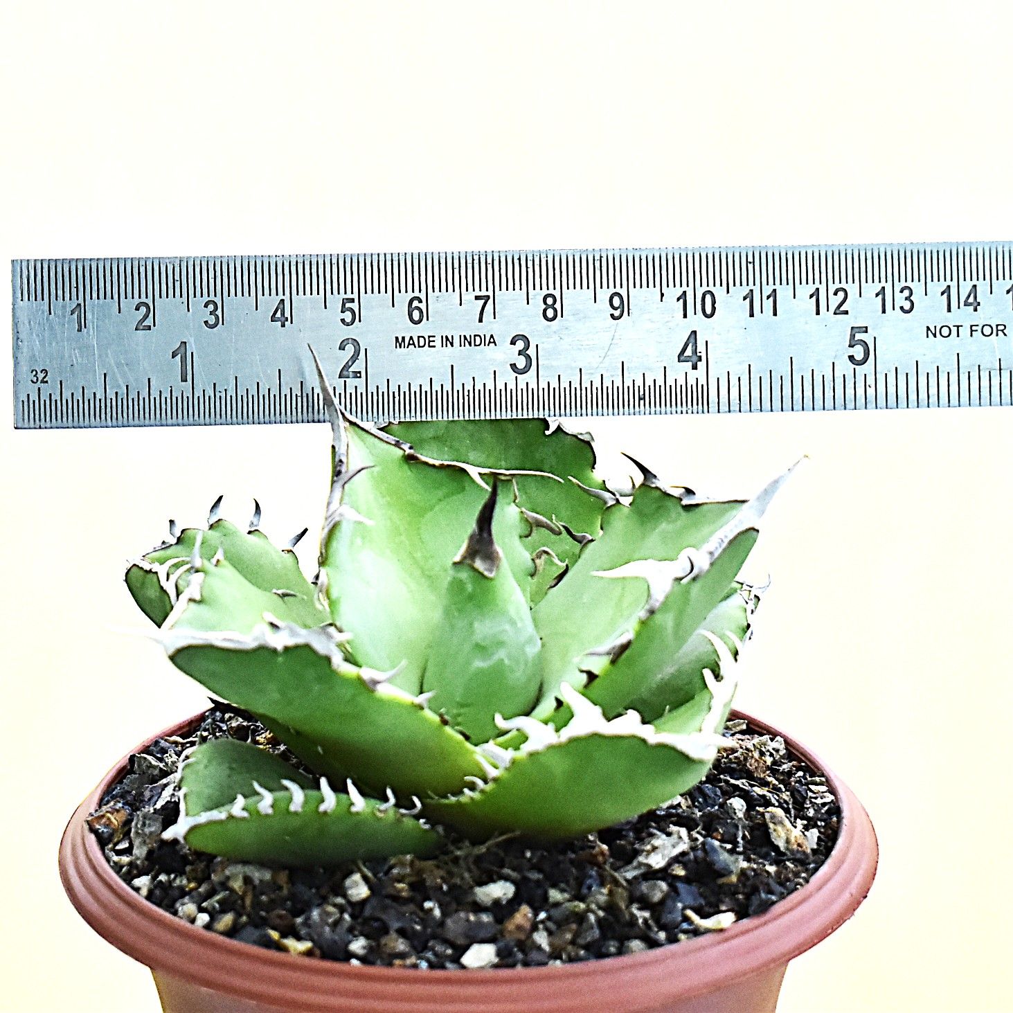 Agave titanota cv. Crab