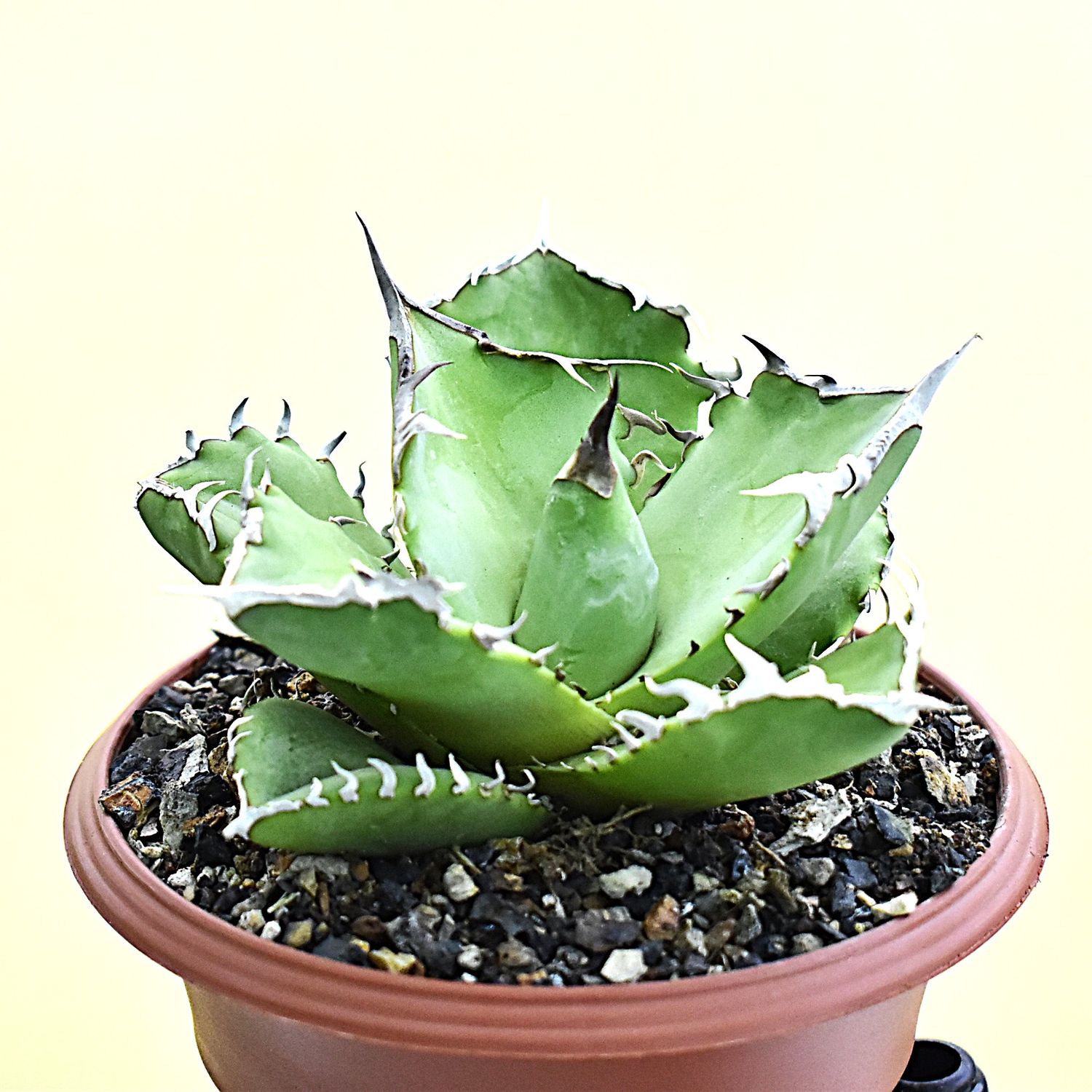 チタノタ アガベ ' agave 蟹 titanota - Yahoo!オークション | 137上澳