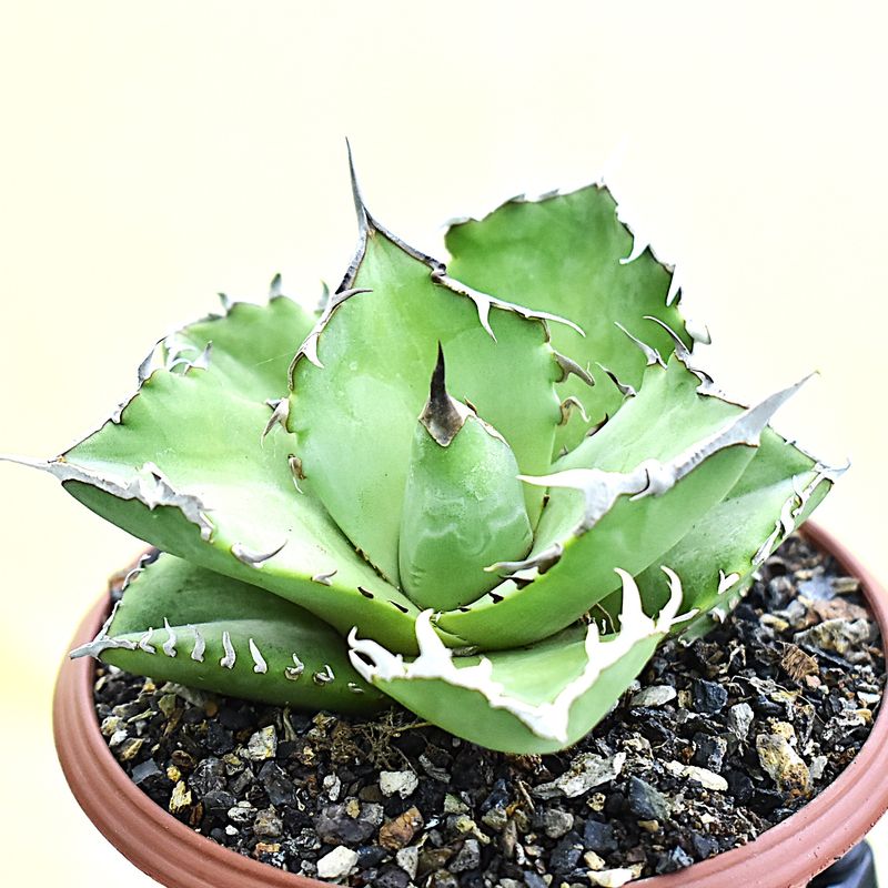 Agave titanota cv. Crab
