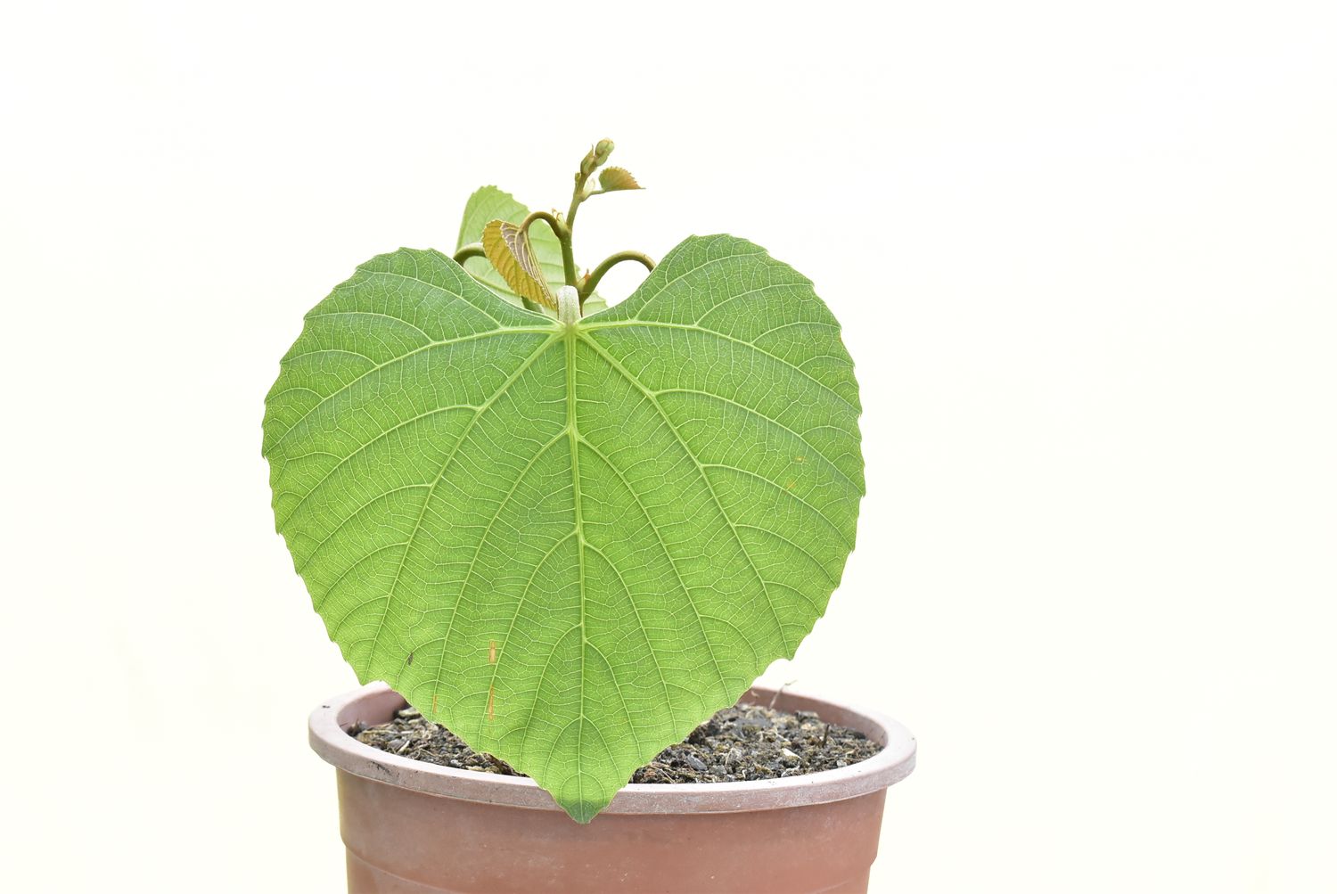 Cambodian Wild Grape (Ampelocissus martini)