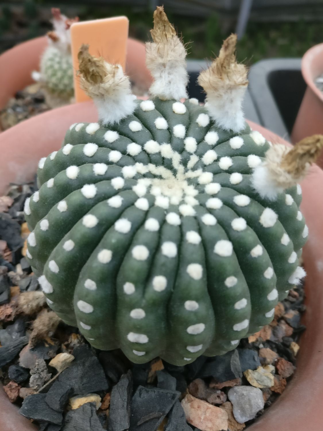 Notocactus Uebelmannianus F. Inermis (Parodia werneri f. inermis)