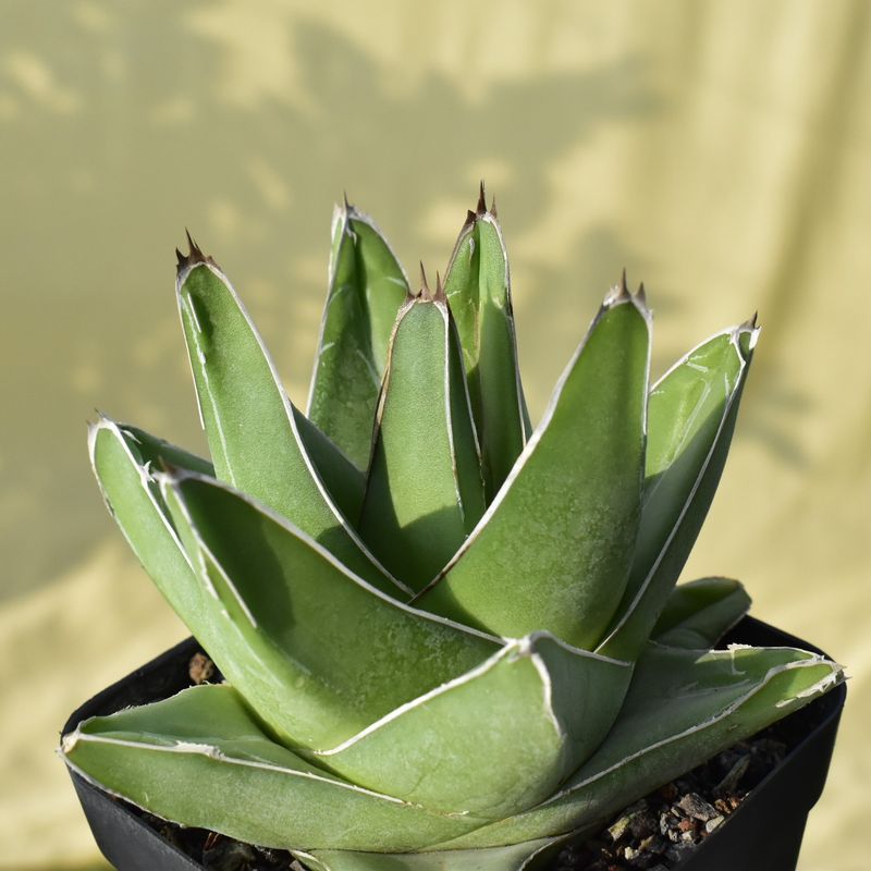 Agave victoria reginae (Wide leaf form)